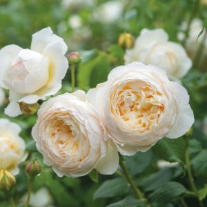 DA Rose Claire