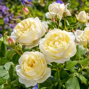 DA Rose Vanessa Bell®